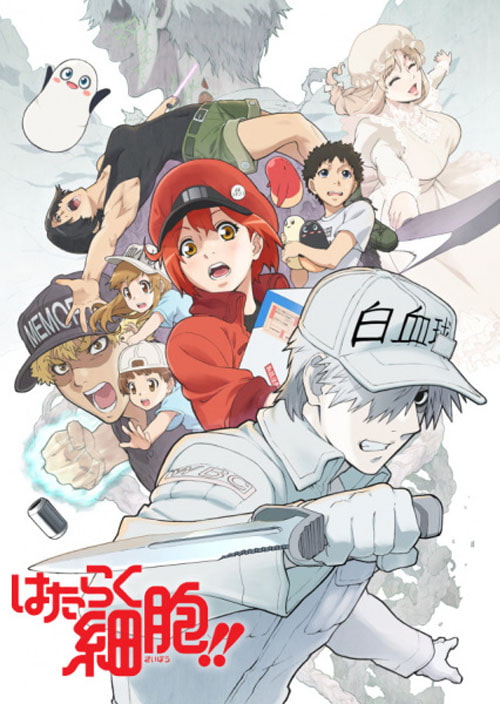 Hataraku Saibou!! เซลล์ขยัน พันธุ์เดือด (ภาค2) ซับไทย